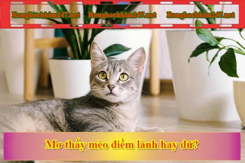 Mơ thấy mèo đánh số gì? Điềm lành hay dữ?