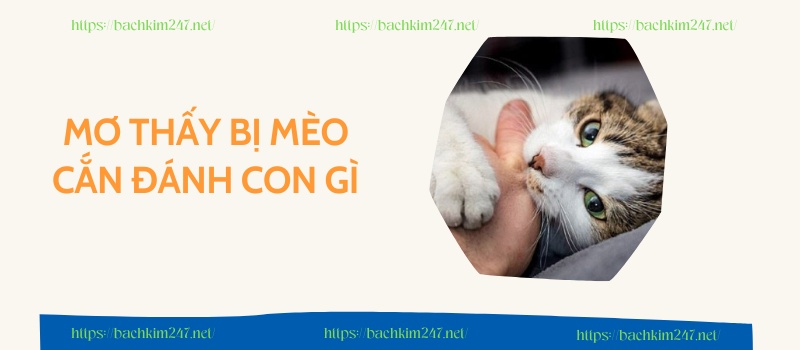 Mơ thấy bị mèo cắn đánh con gì