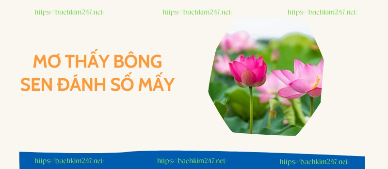 Hé lộ mơ thấy bông sen đánh số mấy