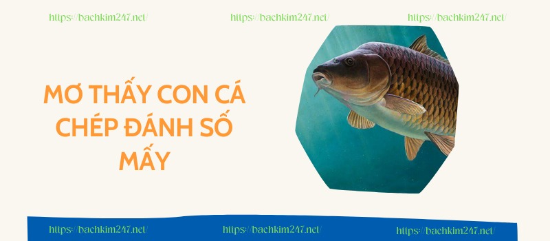 Mơ thấy con cá chép đánh số mấy? Soi số đề con cá chép