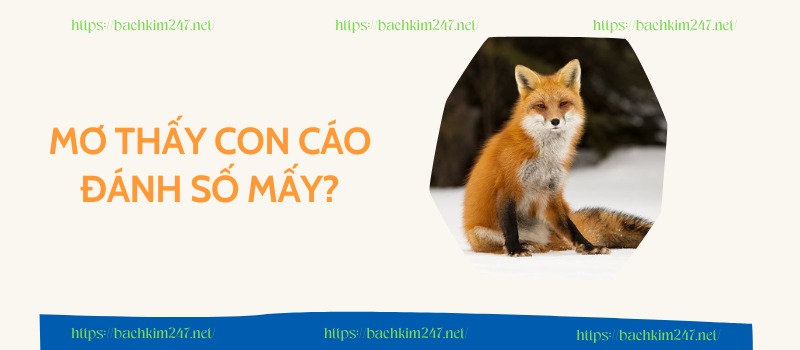 Mơ thấy con cáo đánh số mấy?