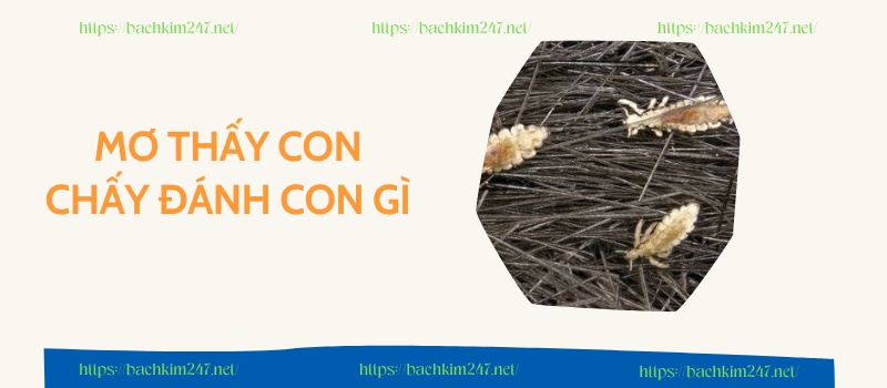  Mơ thấy con chấy đánh con gì 