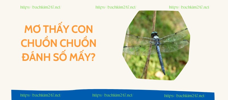 Mơ thấy con chuồn chuồn đánh số mấy? Giải mã những con số liên quan