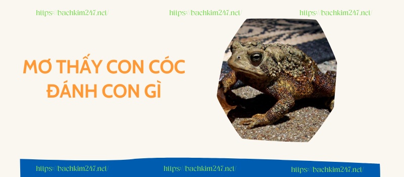 Mơ thấy con cóc đánh con gì 