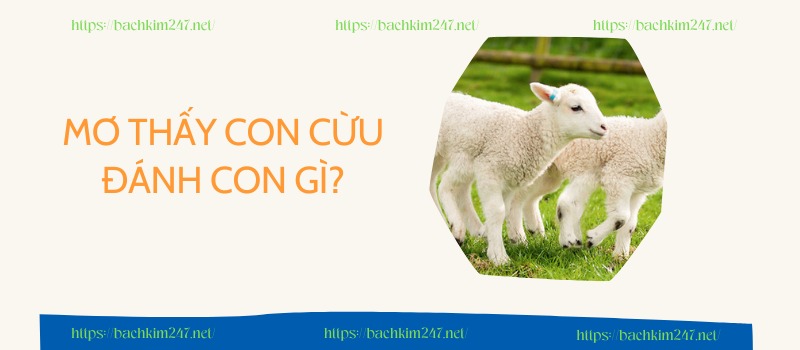 Mơ thấy con cừu đánh con gì 