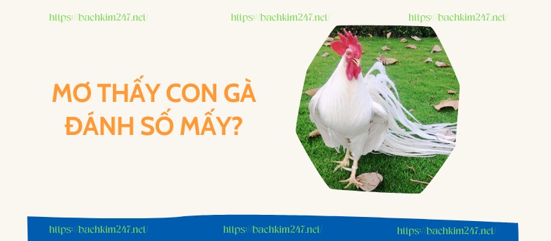 Mơ thấy con gà đánh số mấy?