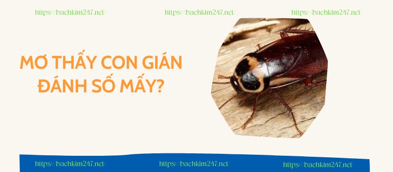 Mơ thấy con gián đánh số mấy?