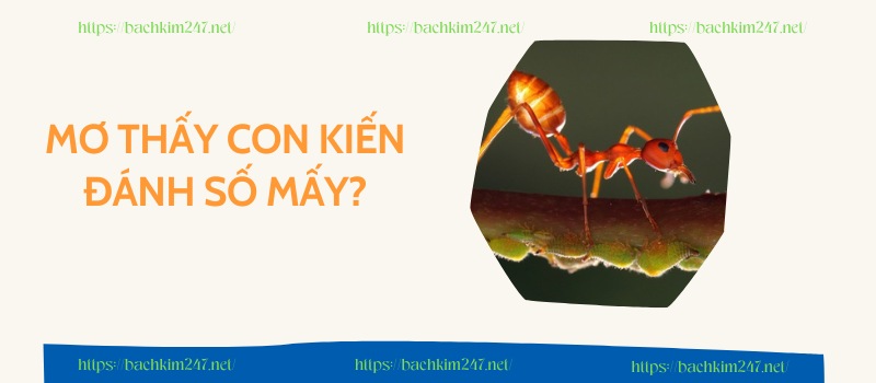 Mơ thấy con kiến đánh số mấy?