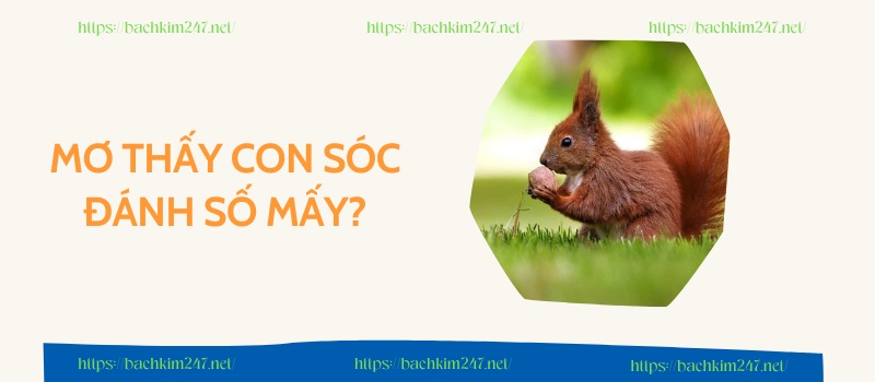 Mơ thấy con sóc đánh số mấy? Giải mã giấc mơ con sóc