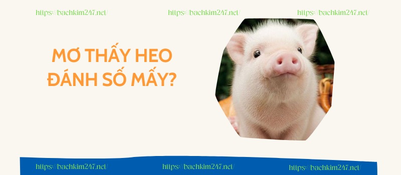 Mơ thấy heo đánh số mấy?