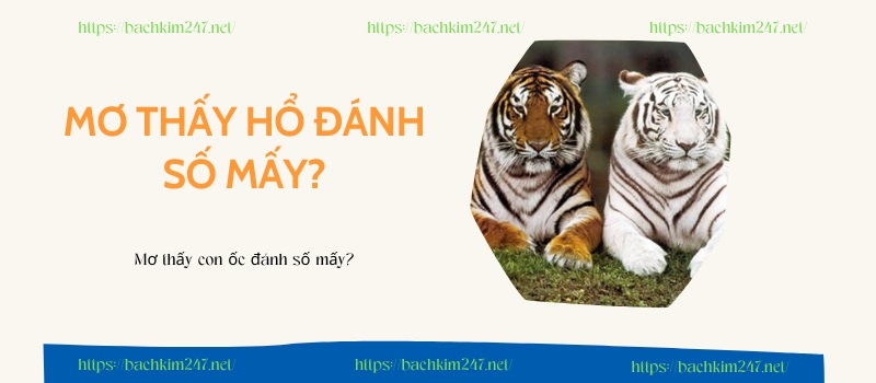 Mơ thấy hổ đánh số mấy?