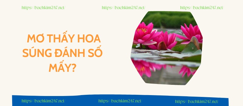 Mơ thấy hoa súng đánh số mấy để trúng thưởng?