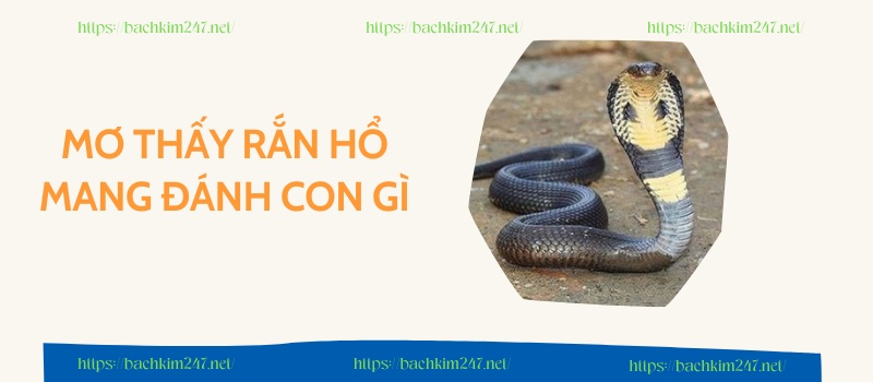 Mơ thấy rắn hổ mang đánh con gì 