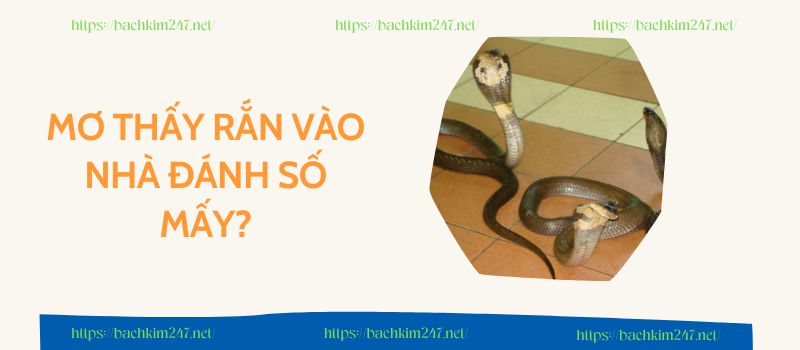 Mơ thấy rắn vào nhà đánh số mấy?