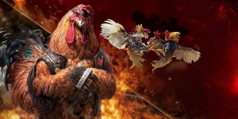 Những điều bạn chưa biết về sàn chơi đá gà SV88
