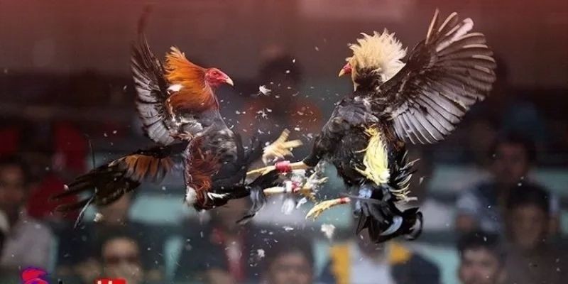 Tổng quan về sân chơi đá gà