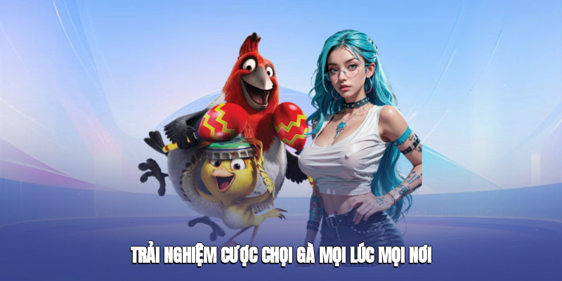 Trải nghiệm cược chọi gà mọi lúc mọi nơi