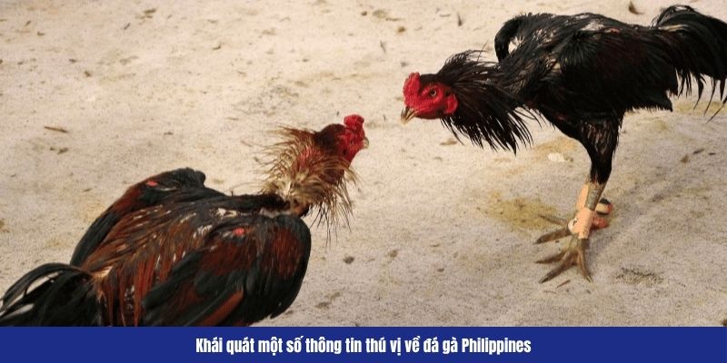 Khái quát một số thông tin thú vị về đá gà Philippines