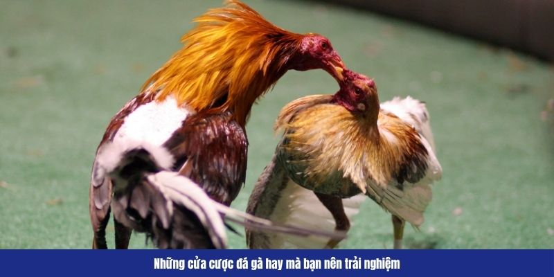 Những cửa cược đá gà hay mà bạn nên trải nghiệm