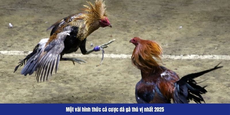 Một vài hình thức cá cược đá gà thú vị nhất 2025