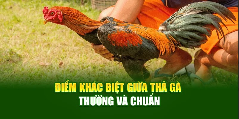 Điểm khác biệt giữa thả gà thường và chuẩn